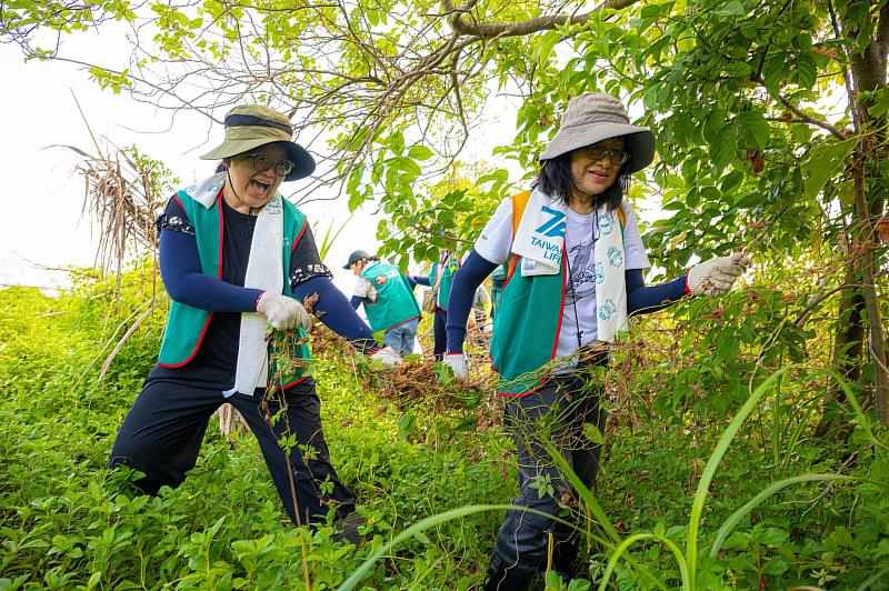 台灣人壽志工頂著烈日徒手拔除「綠癌」小花蔓澤蘭,維護濕地生態。/台灣人壽提供