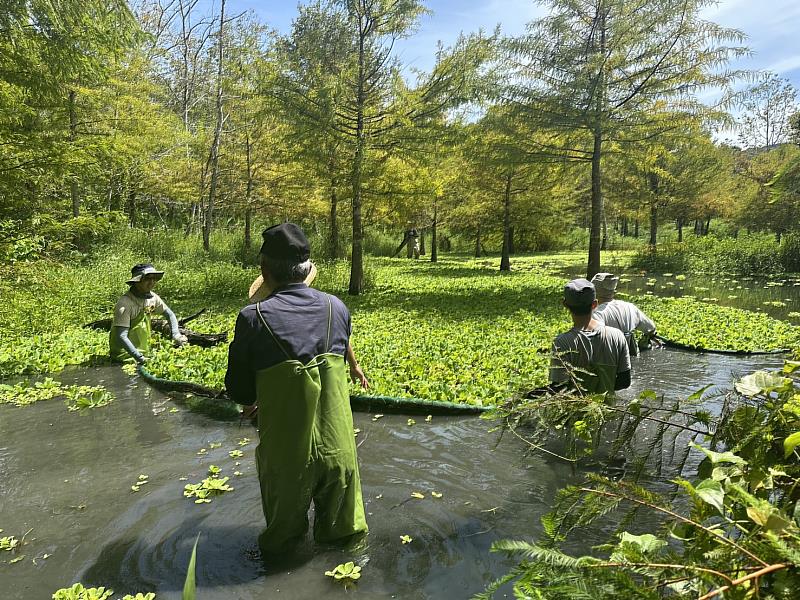 外來物種移除中