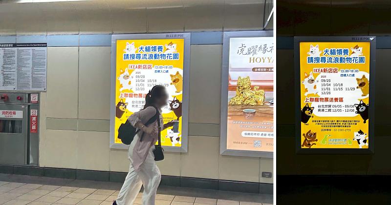 謝卓燁贊助由流浪動物花園協會所策劃的公益行動，包含9月至12月間的多場「犬貓送養會」活動，在IKEA新店店、上聯寵物展等地陸續展開，現場皆開放領。（台灣摩菲爾提供）