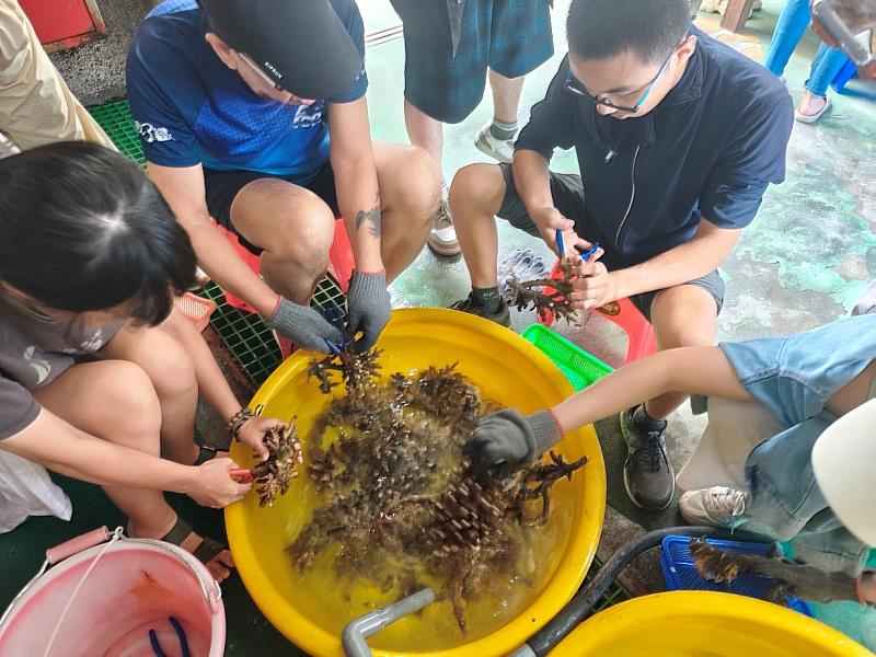 東華大學修課同學們進行珊瑚株剪枝作業。