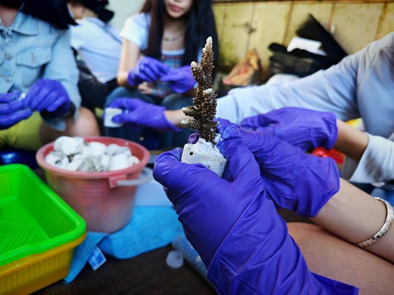 東華大學修課同學們進行珊瑚株插枝固定操作體驗。