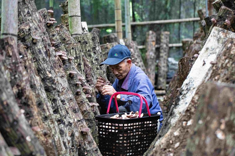阿里山十字社區林農用心栽培林下經濟段木香菇