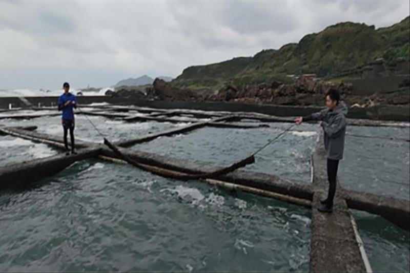 藻田碳訣-以藻繩裝填方式養藻較能維持藻體成長,也較容易收回秤重,了解藻繩內的海藻生長狀況