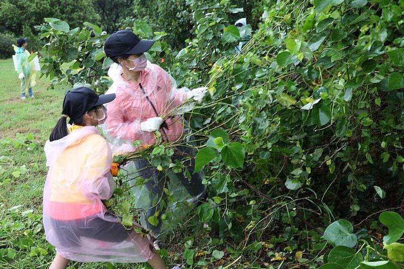 民眾齊力移除小花蔓澤蘭