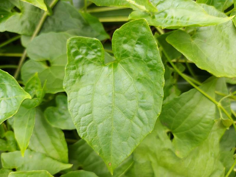 小花蔓澤蘭植株近照