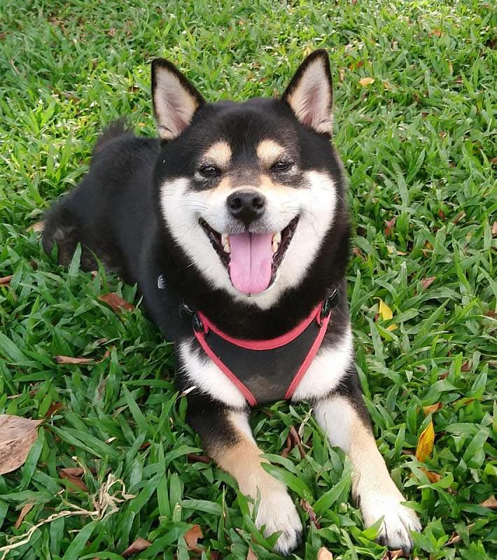 得勝者文教國文科老師方韻慈養的柴犬「霏霏」。