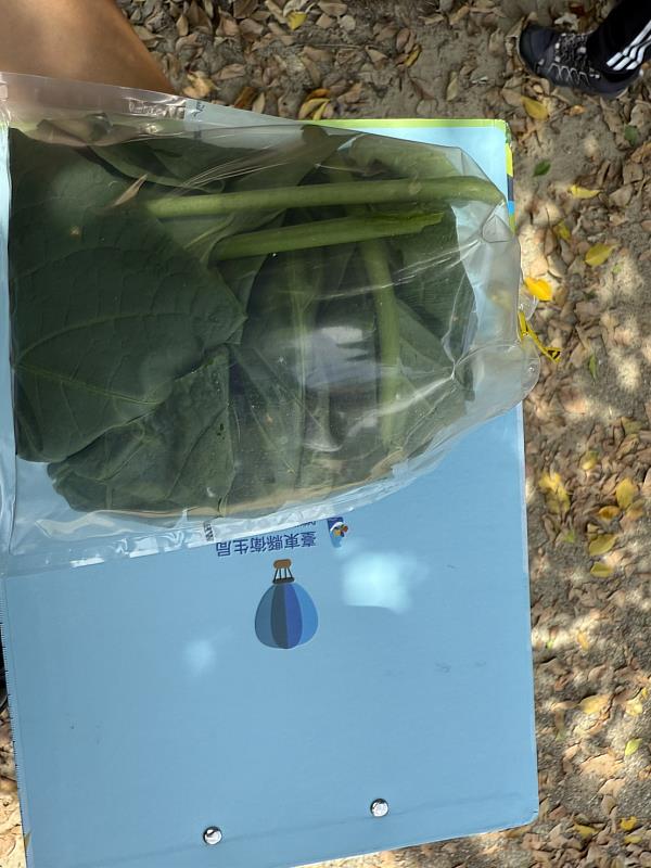食藥署物種鑑別出爐 民眾誤把「大花曼陀羅」當「南非葉」吃下 因外形相似 臺東縣衛生局請民眾當心勿誤食