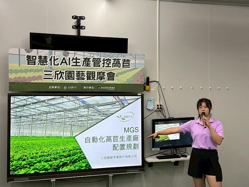 嘉義縣打造科技翻轉蔬菜產業,三欣園藝AI精準預測萵苣產量