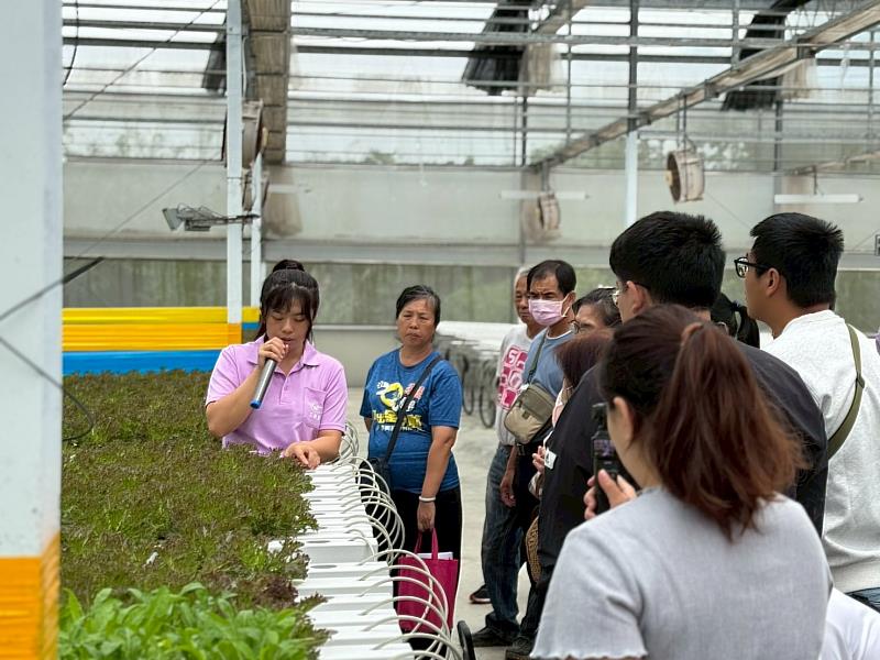 嘉義縣打造科技翻轉蔬菜產業，三欣園藝AI精準預測萵苣產量