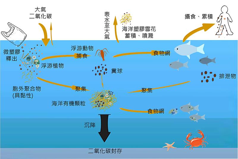 海洋塑膠雪花的形成和傳輸