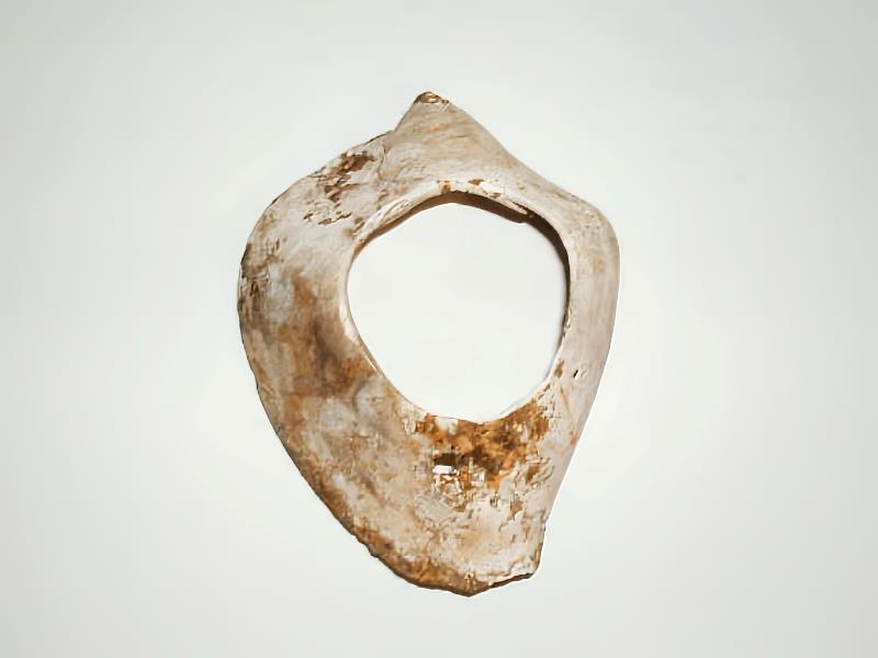 闊唇鳳凰螺材質的「貝鐲」十分難得一見。