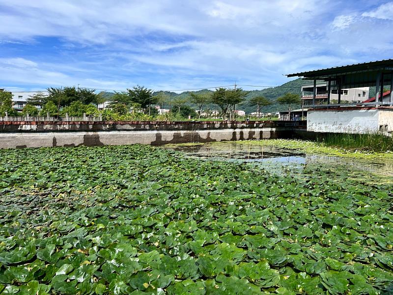 從廢棄鱉池到水雉復育場域，體現社區一家計畫助力社區翻轉的成果。