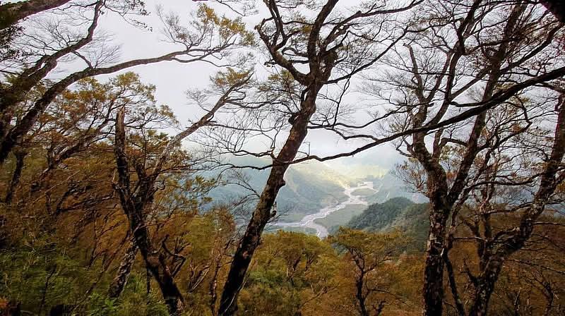 太平山－山毛櫸