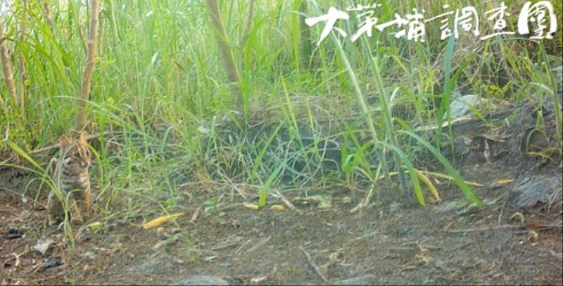 大茅埔調查團於去年10月至今年8月間，共拍攝到22次石虎出沒畫面，今年5月上旬捕捉到清晨活動的石虎身影（東勢創意執行協會提供）