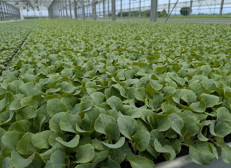 育苗場培育甘藍穴盤苗情形