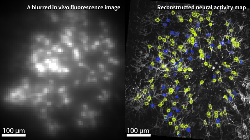 The reconstructed neural activity map clearly distinguishes excitatory neurons (yellow) from silent neurons (blue).