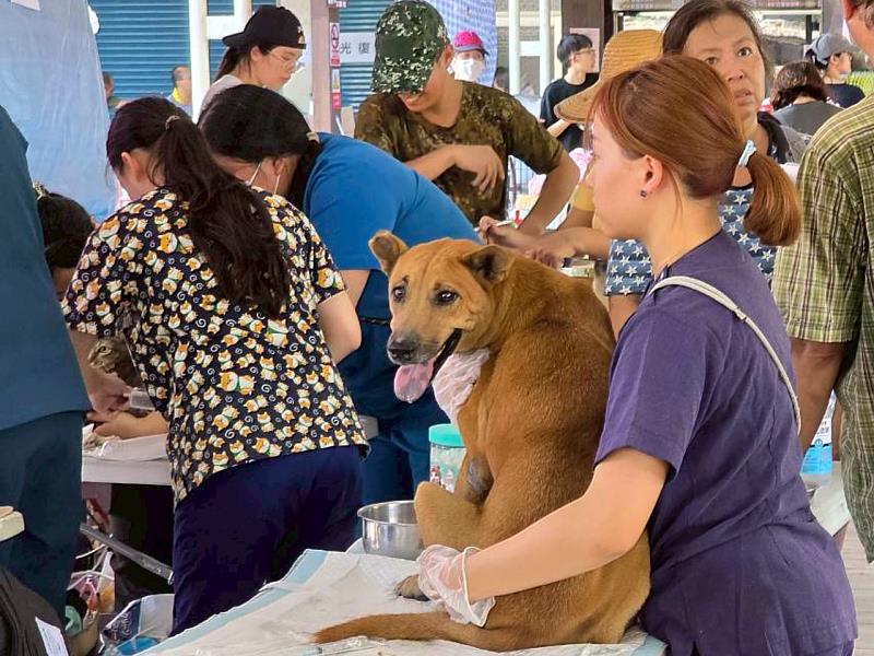 花蓮縣政府攜手花蓮縣獸醫師公會及寵物保姆協會於光復馬太鞍堰塞湖災後第4日即前進災區設置動物義診救護站。