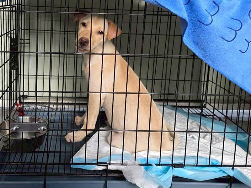 花蓮縣政府感謝來自各界約千名獸醫師與志工投入災區動物義診與救援工作。犬貓狗貓躍動園區同仁正全力協助清潔、檢疫及照護暫置園區的災區犬貓，並兼顧園區原有動物照料。