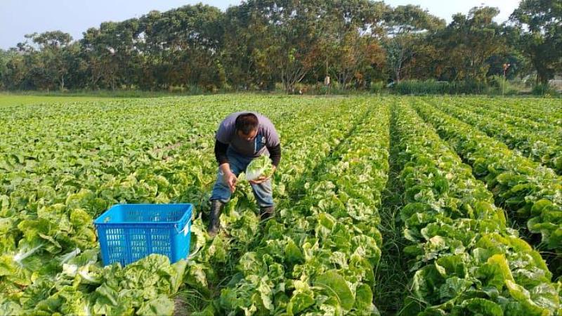 Organic farming not only helps increase agricultural added value, but also facilitates the development of sustainable agriculture that balances ecological conservation and economic development.
