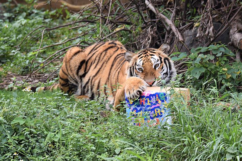 動物園是新竹市重要的環境教育場域，持續積極推動生命教育課程與活動，不僅有效提升園內動物的福利，更將正確的動物保育觀念向外拓植