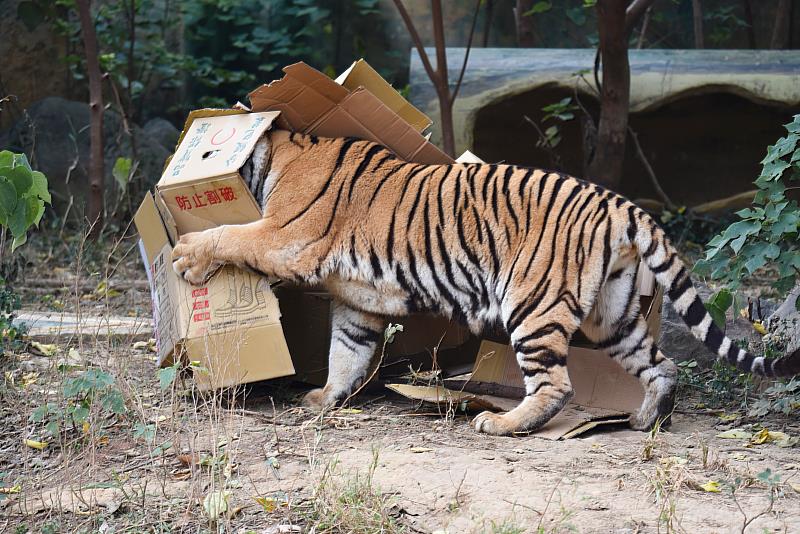 新竹市立動物園透過跨界合作將動物保育理念開枝散葉，與學界和民間團體協力，並與企業進行ESG合作，製作一系列動物的設施與玩具