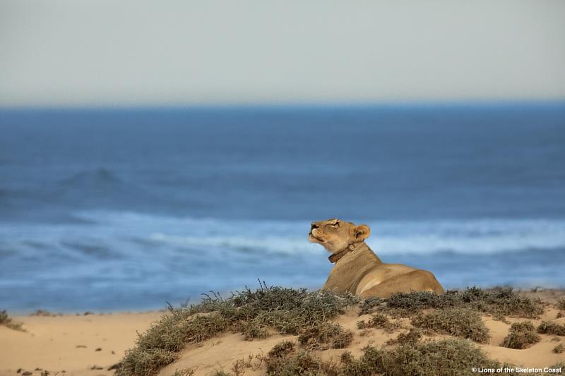 骷髏海岸的獅子
