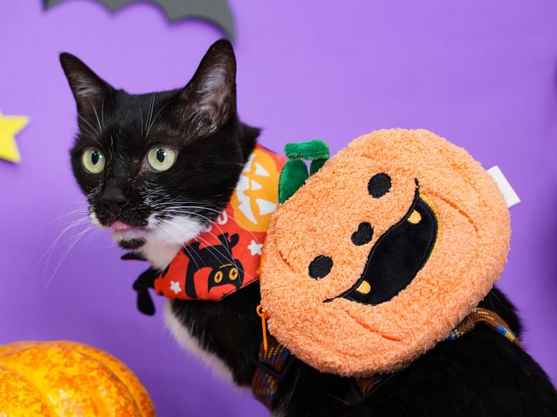 倍力推出的萬聖節限定「萌寵南瓜包」，兼顧可愛與實用性，是秋天最吸睛的寵物扮裝單品。（資料來源：倍力寵物健康食品）