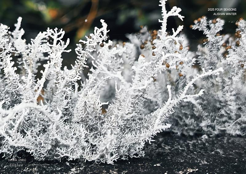 觀察蕨類葉序、葉脈與新芽捲曲結構等細節，感受森林中細緻的生命節奏