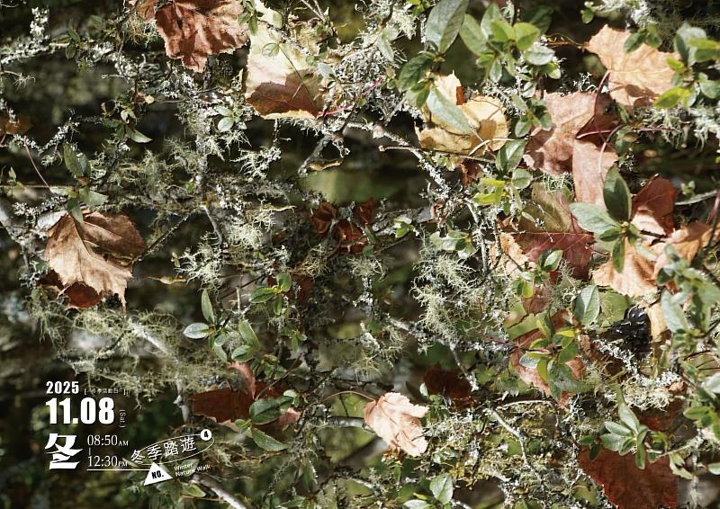 活動由專業生態導覽員帶領，認識多樣的苔蘚與蕨類植物