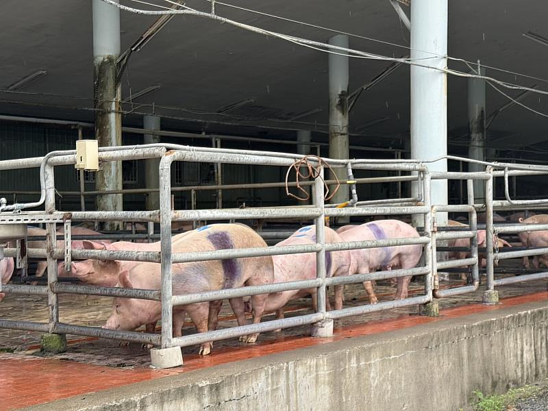 臺東縣啟動非洲豬瘟防疫應變措施並落實禁運禁宰