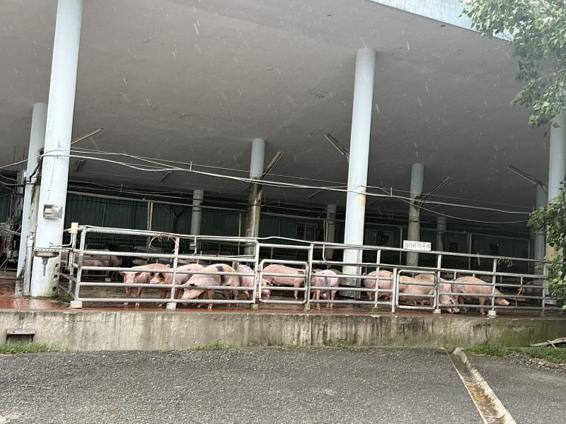 臺東縣啟動非洲豬瘟防疫應變措施並落實禁運禁宰