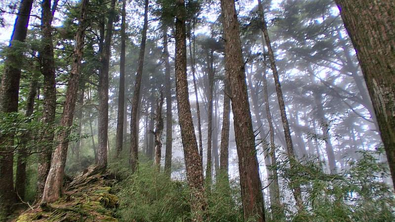 大雪山國家森林遊樂區位於霧林帶,常年雲霧繚繞