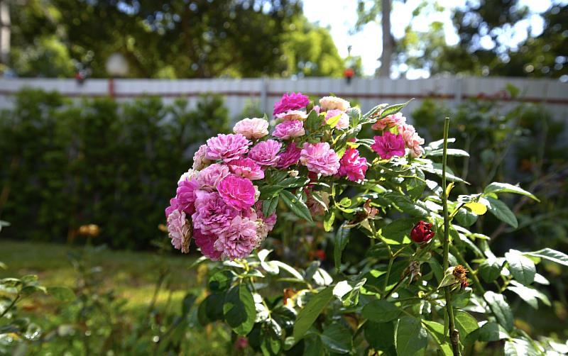 玫瑰園將於11月1日上午10點舉行揭幕典禮,結合東海大學70週年校慶與牛奶節活動盛大登場,盼成為師生、校友與台中人共同的情感地標。