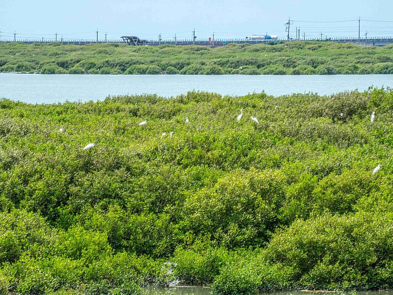 「鷺境嘉義」親子賞鳥遊開航，秋冬濕地生態旅程超好玩