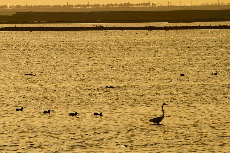 「鷺境嘉義」親子賞鳥遊開航，秋冬濕地生態旅程超好玩