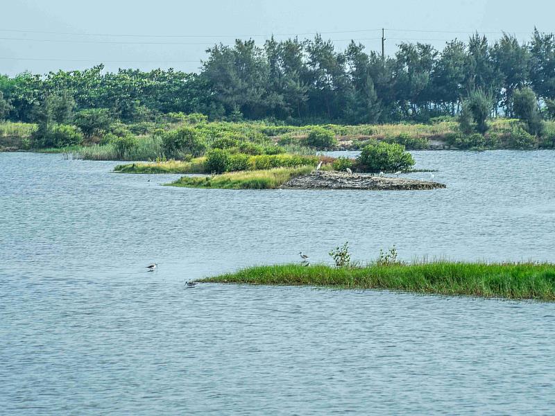 「鷺境嘉義」親子賞鳥遊開航，秋冬濕地生態旅程超好玩
