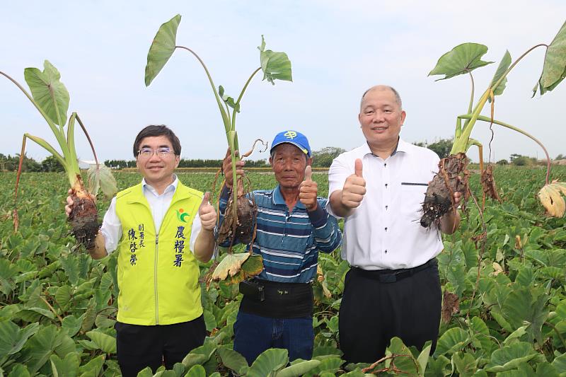 農糧署冷鏈政策助攻 大甲芋頭「芋見幸福」