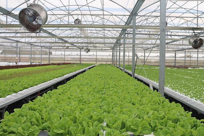 智能防災設施打造全年穩定高品質蔬菜