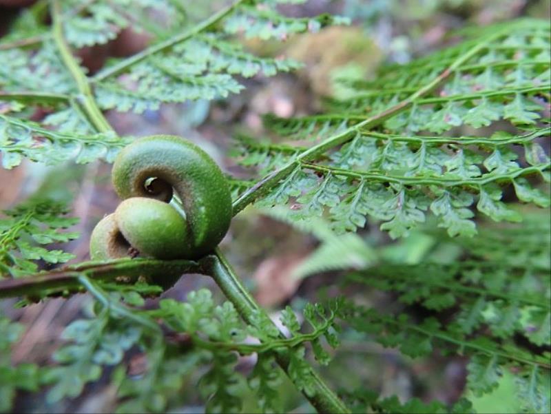 稀子蕨（黃曜謀博士提供）