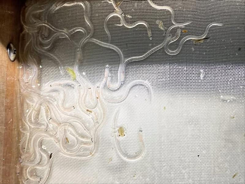 鰻苗捕撈漁季11月開始，提醒漁民注意安全並配合申報-2