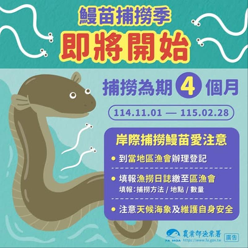 鰻苗捕撈漁季11月開始 提醒漁民注意安全配合申報