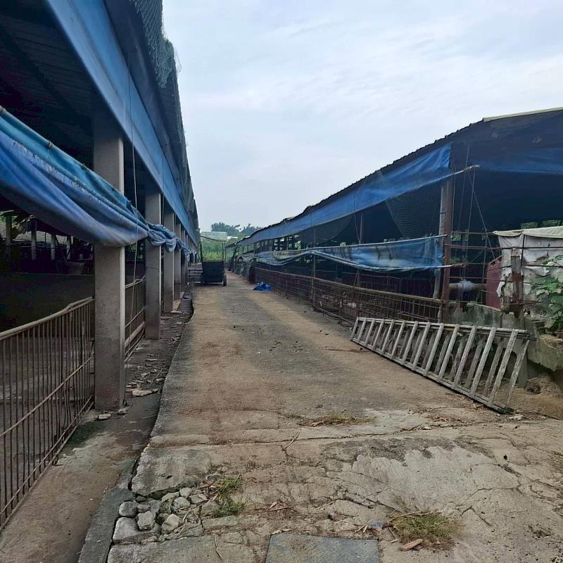 嘉義縣全面禁用廚餘養豬後再強化查核，49場轉型、退場豬場全數正常