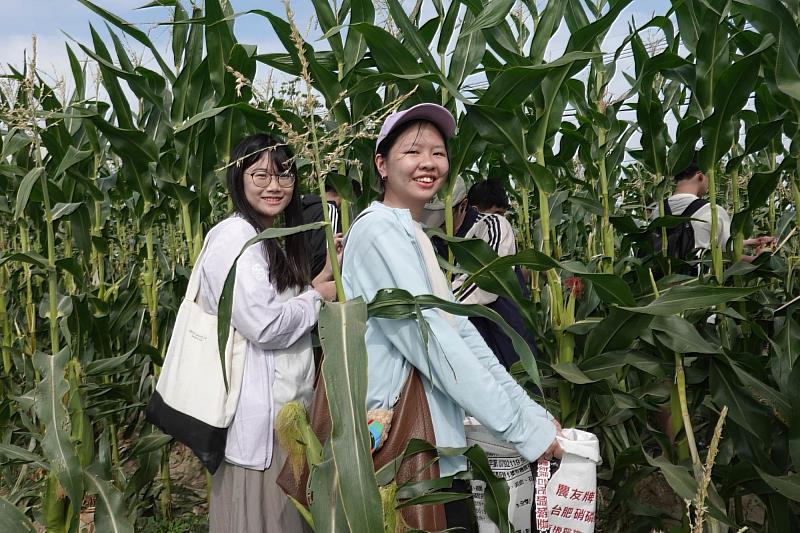 南大學生於學甲田間體驗拔玉米筍與玉米葉編織，實踐農作物循環再利用的永續理念。
