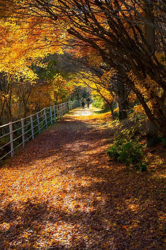 日本大分縣騎單車追楓！ 遊覧楓葉耶馬溪路線 