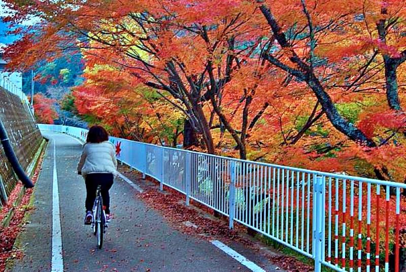 楓葉耶馬溪路線利用昔日的「耶馬溪鐵道」廢線整修而成的自行車道,全長約35公里。