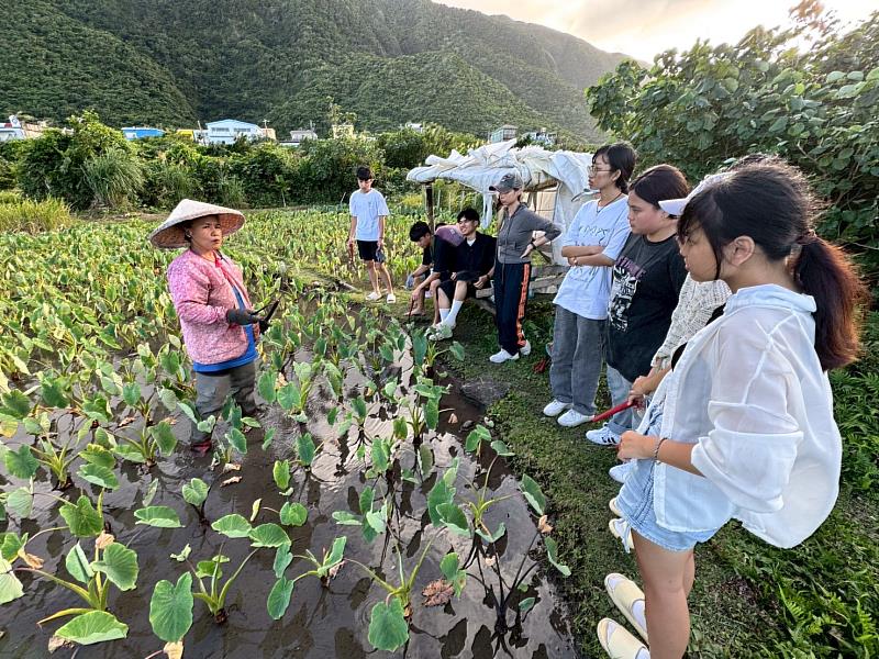 由部落婦女（kaminan，達悟語意指女性長輩，左一）帶領本校學生進入水芋田。婦女們細心解說水芋的種植、採收、傳承與保護的艱辛，讓學生深刻了解傳統農耕傳承的困難與價值。
