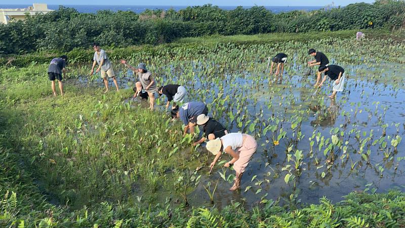 南臺科大學生在蘭嶼鄉部落住民的水芋田撩袖捲褲，親身體驗除草觀念及如何採收芋頭。透過部落解說員說明農作生活，讓同學們真正了解「鋤禾日當午，汗滴禾下土」的真諦。