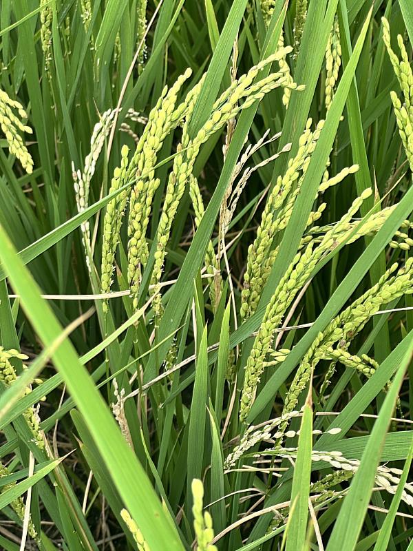 稻穗上有受到病原菌危害