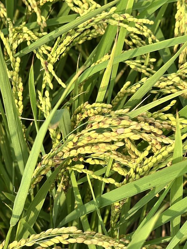 穗上有暗灰色或白色病斑