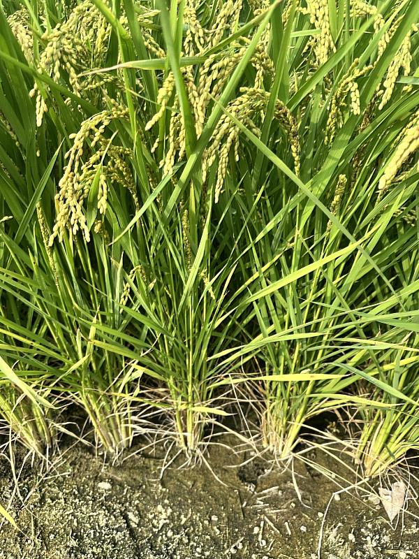 水稻進入孕穗期，呼籲農民加強巡田與防治